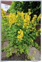 Blume - 
