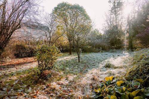 Gemeinschaftsgarten - 