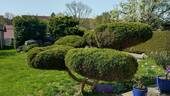 Blick in den Garten - 