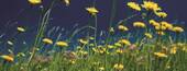 Blumenwiese - Grundstück in Muggensturm