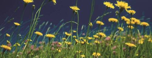 Blumenwiese - Grundstück in Muggensturm