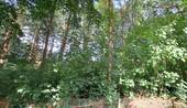 angrenzendes Waldstück - 