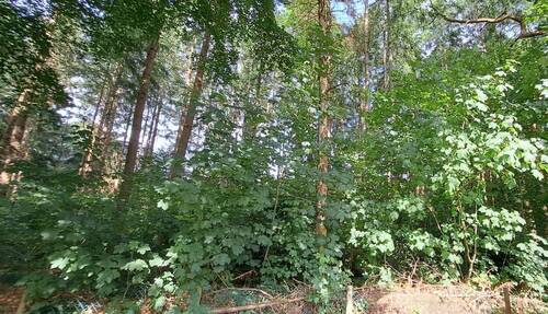 angrenzendes Waldstück - 