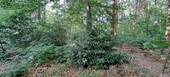 eigener kleiner Wald - 