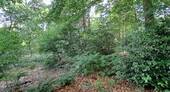 eigener kleiner Wald - 