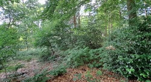 eigener kleiner Wald - 