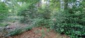 eigener kleiner Wald - 