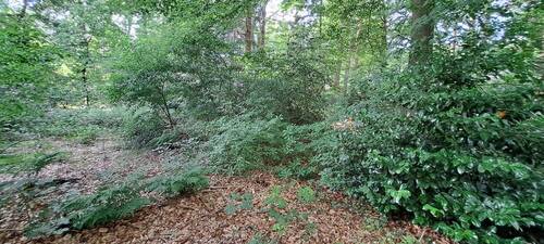 eigener kleiner Wald - 