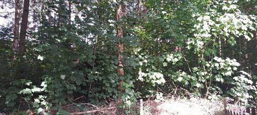 angrenzendes Waldstück - 