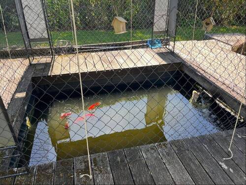 Fischteich - 