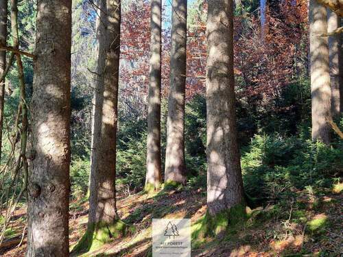 Waldverkauf-ostallgaeu_12.jpg - 