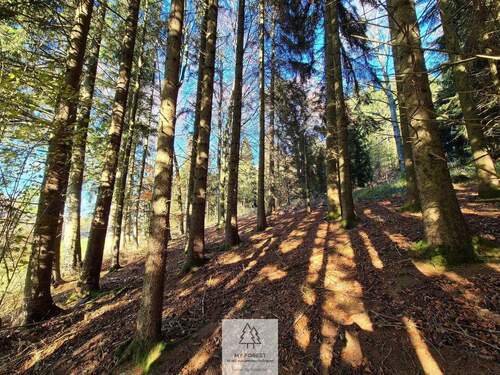 Waldverkauf-ostallgaeu_14.jpg - 