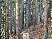 Waldverkauf-ostallgaeu_19.jpg - 