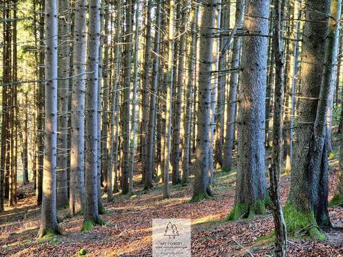 Waldverkauf-ostallgaeu_24.jpg - 