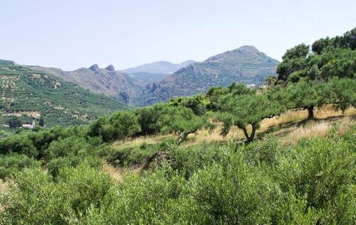 Kreta Olivenbäume - 