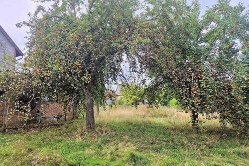 Obstbäume - 
