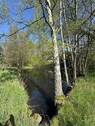 Teich - 