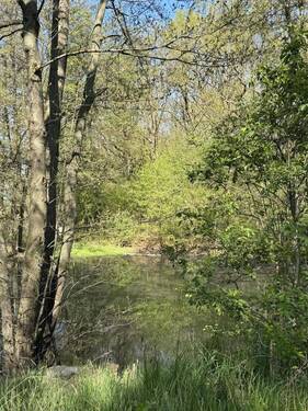 Teich - 