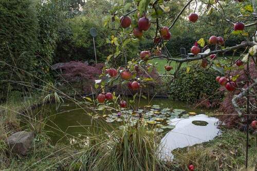 Gartenimpressionen - 