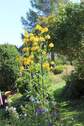 Garten - 
