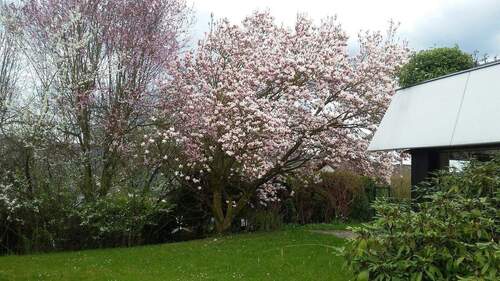 "eigener" Garten - 3 Zimmer Bungalow zum Kaufen in Bonn