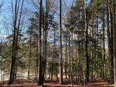 Wald 10 - 
