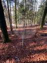 Wald 6 - 