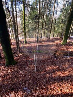 Wald 6 - 