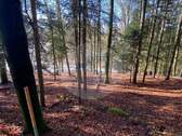 Wald 7 - 