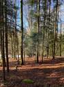 Wald 9 - 