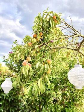 Pfirsichbaum - 