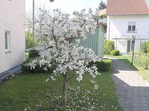 blühender Baum Außenanlage - 
