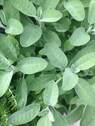 Kräuter im eigenen Garten? - Grundstück zum Kaufen in Olching