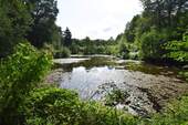 Teich rechts.jpg - Rausdorf - 3 Fischteiche auf großem Freizeitgrundstück mit Holzhaus in naturnaher, ruhiger Lage