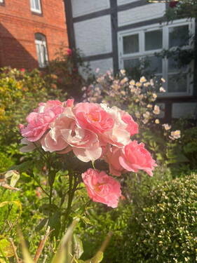 Rosen im Bauerngarten - 