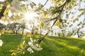 Naturumgebung - 