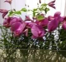 gepflegte sanierte Wohnung - Neues saniertes Zuhause in Nähe des Waldes !