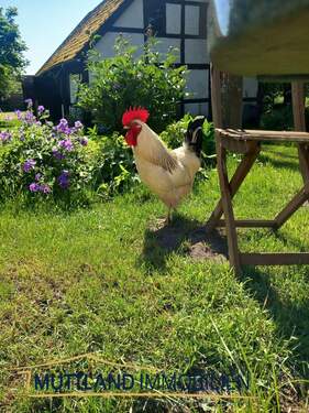 Landlust inklusive Weckruf - 