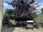 Blutbuche im Garten - 