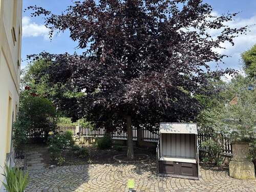Blutbuche im Garten - 