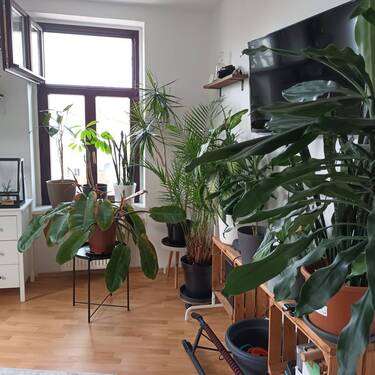 Wohnzimmer - 2 Zimmer Etagenwohnung zur Miete in Leipzig