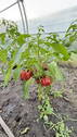 Bild 11 - 