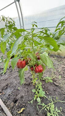 Bild 11 - 