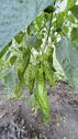Bild 9 - 