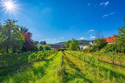 Westansicht - Grundstück in Deidesheim zum Kaufen