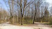 Schopenhauer Wald - 