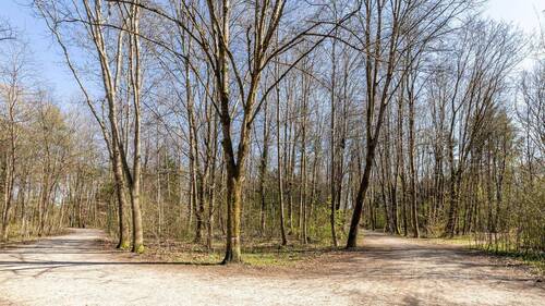 Schopenhauer Wald - 