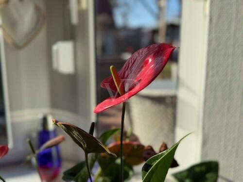 Titelbild - 3 Zimmer Bungalow zum Kaufen in Wathlingen