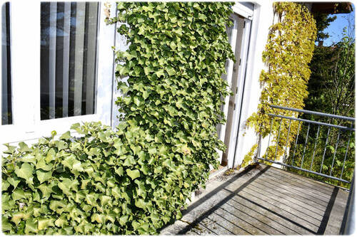 Bild15 - 