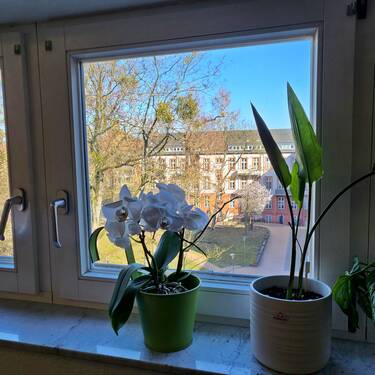 Fenster Wohnzimmer - 